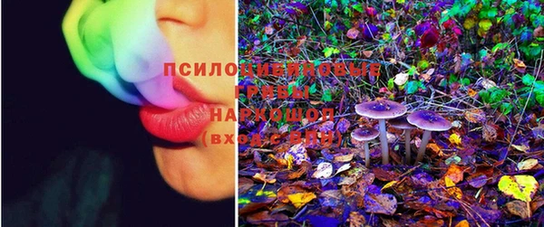прущие грибы Бронницы